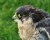 Peregrine Falcon 1