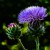 Glowing Thistles