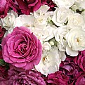 Picture Title - &#1585;&#1586;&#1607;&#1575; &#1608; &#1585;&#1606;&#1711;&#1607;&#1575;&#1740;&#1588;roses & color s