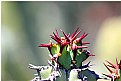 Picture Title - Catalina Island Native Plant