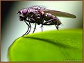 Picture Title - Thinker Fly