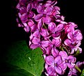 Picture Title - Lilac