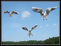 Picture Title - Seagull Trio