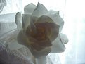 Picture Title - gardenia light