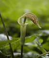 Picture Title - Jack in the pulpit