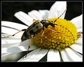 Picture Title - Beetle