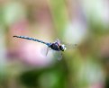 Picture Title - Inflight Dragon Fly