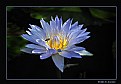 Picture Title - Waterlily with Insects (d3910)