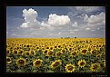 Picture Title - Sunflower Field