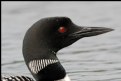 Picture Title - Common Loon