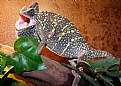 Picture Title - Veiled chameleon