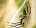 Picture Title - Garden Spider