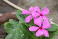 Picture Title - Flowers in rain