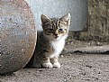 Picture Title - wild kitten