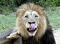 Picture Title - Lion