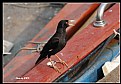 Picture Title - Bird_17