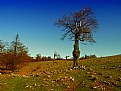 Picture Title - strange tree