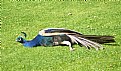 Picture Title - Tired peacock