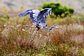 Picture Title - Great Blue Heron