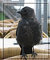 Picture Title - Jackdaw