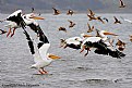 Picture Title - White Pelican Jam