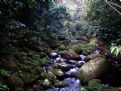 Picture Title - Atlantic forest