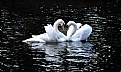 Picture Title - Swan Love