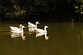 Picture Title - Geese