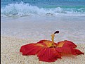 Picture Title - Sea Greets Hibiscus