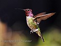 Picture Title - "Lil' Red The Hummingbird"