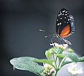 Picture Title - The Schmetterling has landed