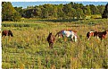 Picture Title - At The End Of A Grazing Day