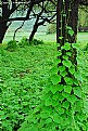 Picture Title - green