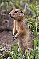 Picture Title - Prairie Dog