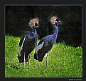 Picture Title - African Crowned Cranes (3949)