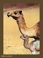 Picture Title - Camel junior