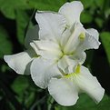 Picture Title - White Iris