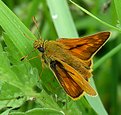 Picture Title - Large Skipper