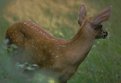 Picture Title - Whitetail Fawn, Morning