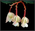 Picture Title - White Begonia's