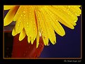 Picture Title - Daisy and a glass