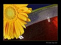 Picture Title - Daisy and a glass