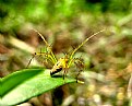 Picture Title - wild spider