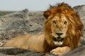 Picture Title - serengeti lion
