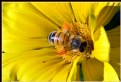 Picture Title - BUSY BEE