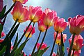 Picture Title - tulipS