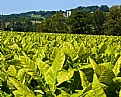 Picture Title - Tobacco Field 1