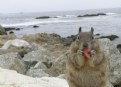 Picture Title - My Friend in Monterey