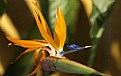 Picture Title - Bird of Paradise Visitor