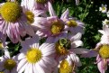 Picture Title - Pollen Harvest